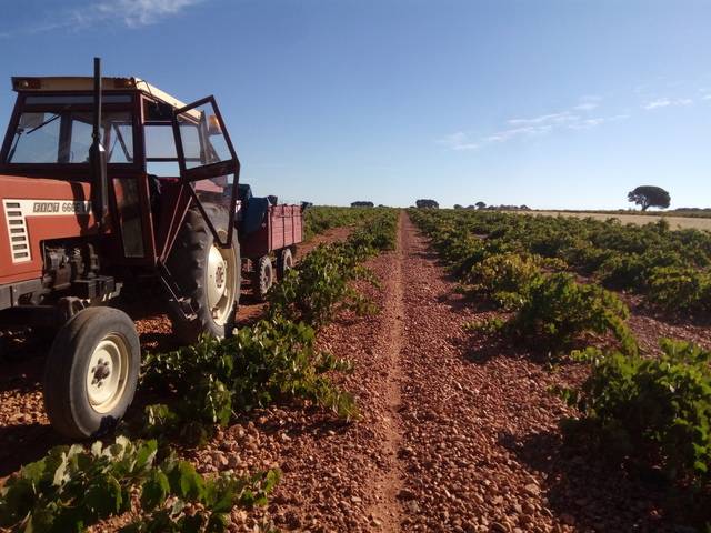 imagen 1 de Venta de finca con viñedo en El Provencio (Cuenca)