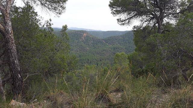 imagen 1 de Venta de estupenda finca en La Pesquera (Cuenca)