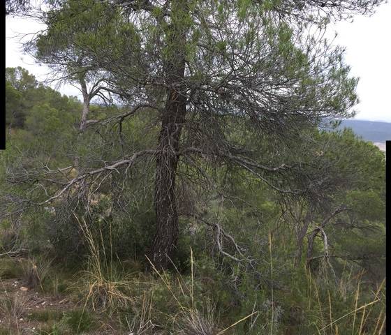imagen 1 de Venta de estupenda finca en La Pesquera (Cuenca)