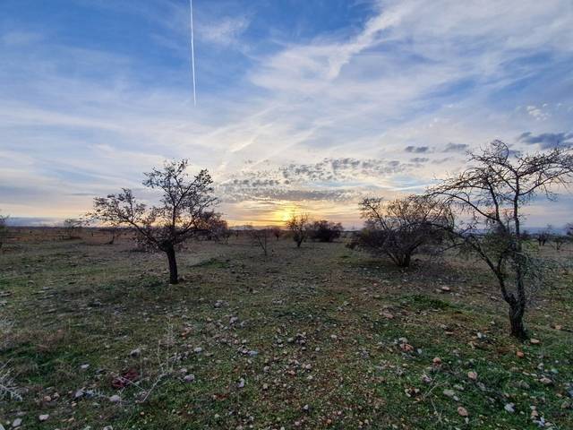 imagen 1 de Venta de finca de almendros en Moraleda de Zafayona (Granada)