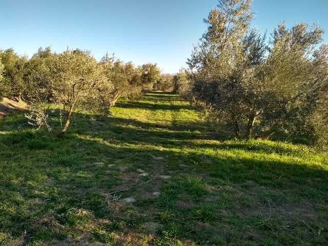 imagen 1 de Venta de finca en Guadix (Granada)