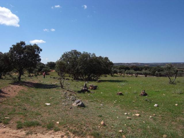 imagen 1 de Venta de campo olivar en Escariche (Guadalajara)