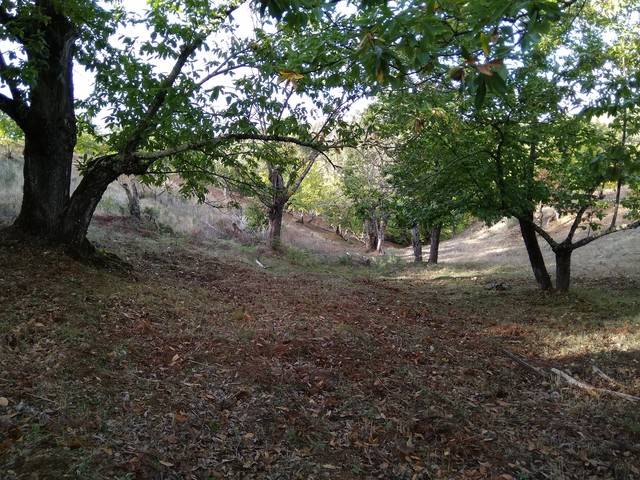 imagen 1 de Venta de finca castañar en Galaroza (Huelva)