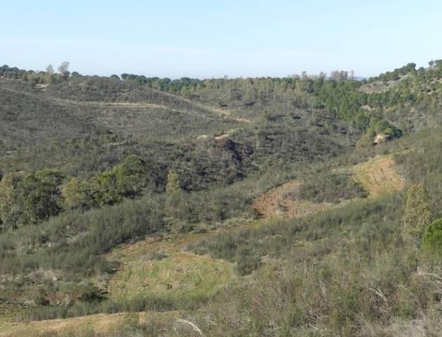imagen 1 de Venta de magnífica finca en Valverde del Camino (Huelva)