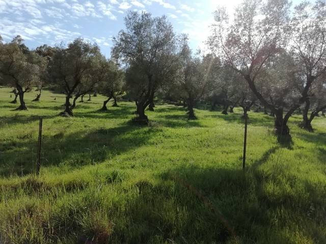 imagen 1 de Venta de finca en Cumbres Mayores (Huelva)