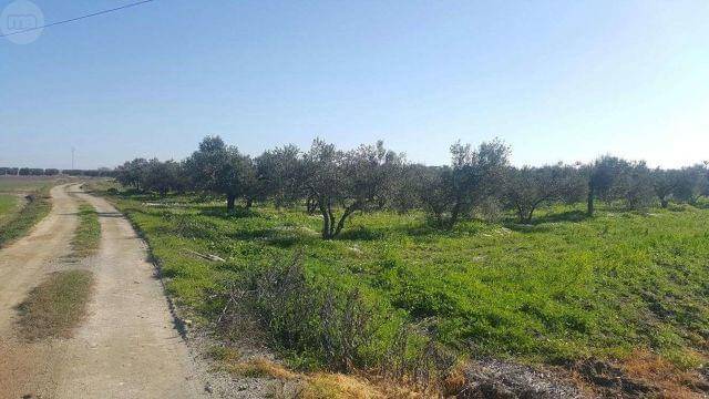 imagen 1 de Venta de finca olivar en La Palma del Condado (Huelva)