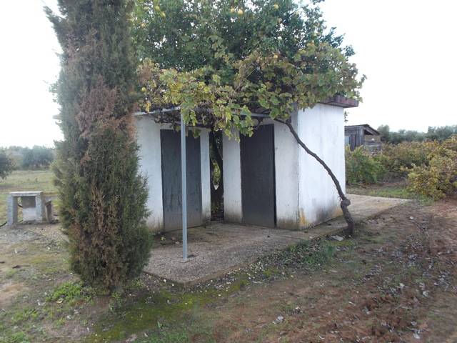 imagen 1 de Venta de finca olivar en Rociana del Condado (Huelva)