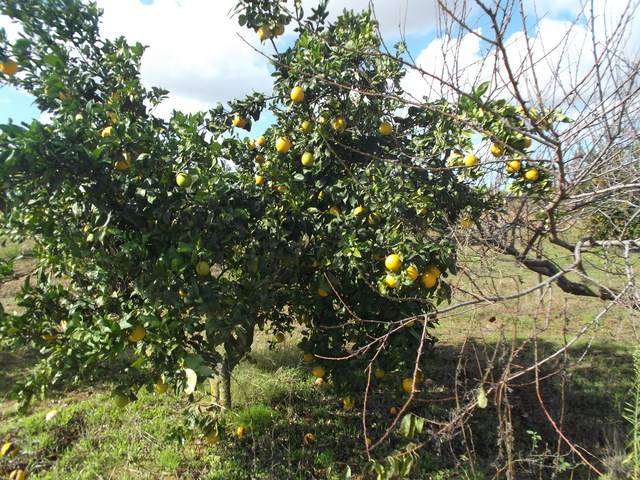imagen 1 de Venta de finca olivar en Rociana del Condado (Huelva)