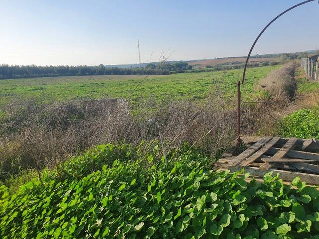 imagen 1 de Venta de finca en Almonte (Huelva)