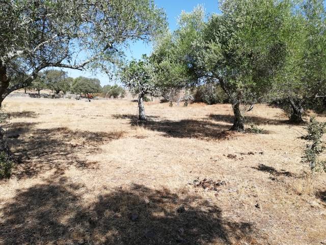 imagen 1 de Venta de finca olivar Cumbres de San Bartolomé (Huelva)
