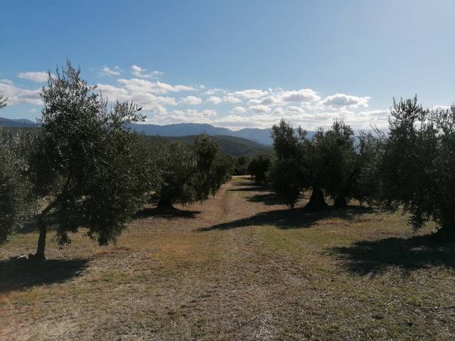 imagen 1 de Venta de olivar en Villanueva del Arzobispo (Jaén)