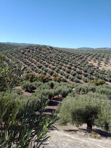 imagen 1 de Venta de finca en Alcalá la Real (Jaén)