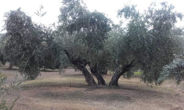 imagen 1 de Venta de finca en Linares (Jaén)