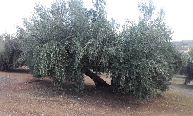 imagen 1 de Venta de finca en Linares (Jaén)