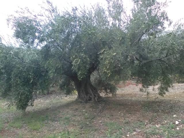 imagen 1 de Venta de finca olivar en Valdepeñas de Jaén (Jaén)