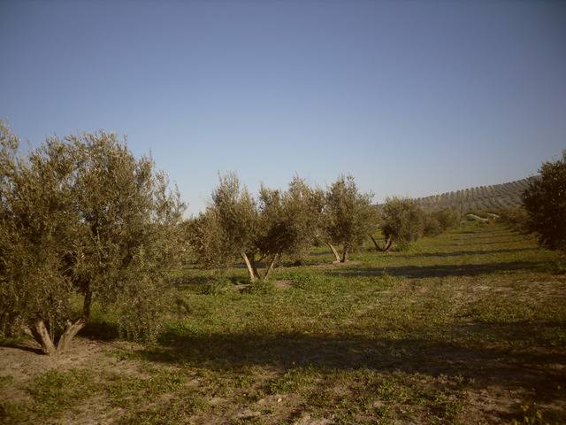 imagen 1 de Venta de finca en Higuera de Arjona (Jaén)