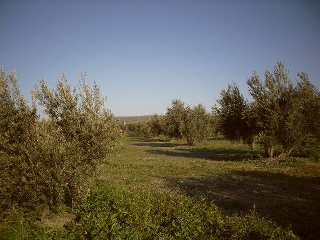 imagen 1 de Venta de finca en Higuera de Arjona (Jaén)