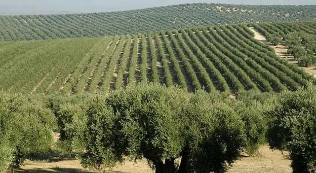 imagen 1 de Venta de finca olivar en Villacarrillo (Jaén)