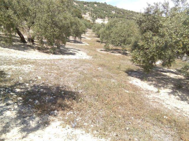 imagen 1 de Venta de finca en Alcalá la Real (Jaén)