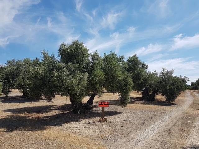 imagen 1 de Venta de olivar en Portachuelo, Úbeda (Jaén)