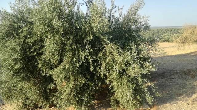 imagen 1 de Venta de campo de olivos en Torreblascopedro (Jaén)