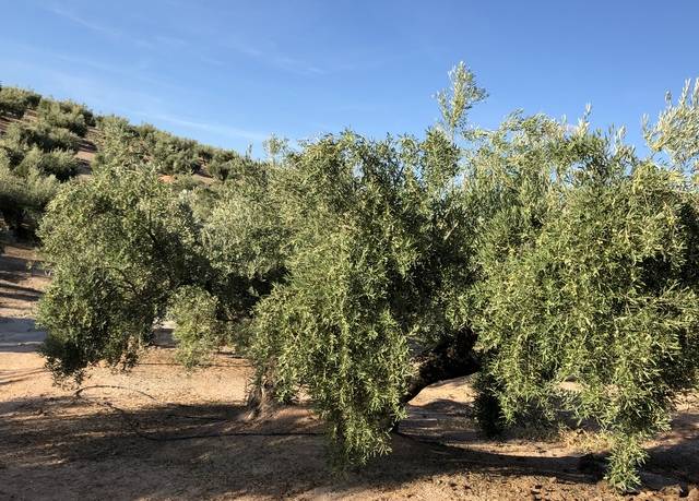 imagen 1 de Venta de finca olivar de riego en Torre del Campo (Jaén)