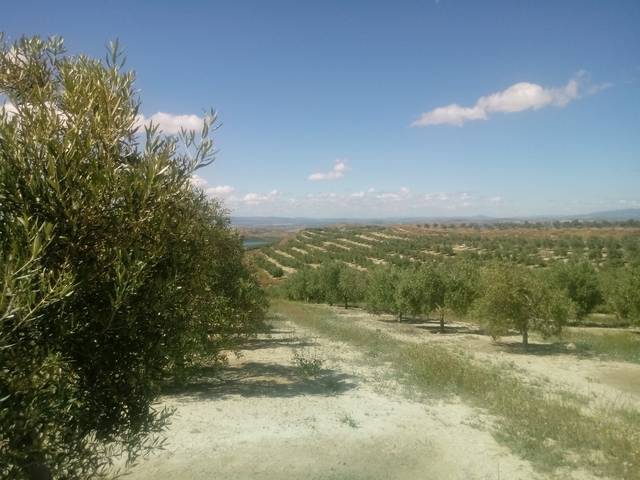 imagen 1 de Venta de finca en Huesa (Jaén)