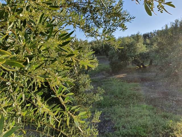 imagen 1 de Venta de olivar en Torre del Campo (Jaén)