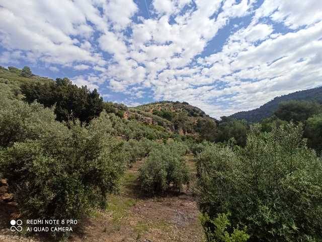 imagen 1 de Venta de finca de olivos en Mogón (Jaén)