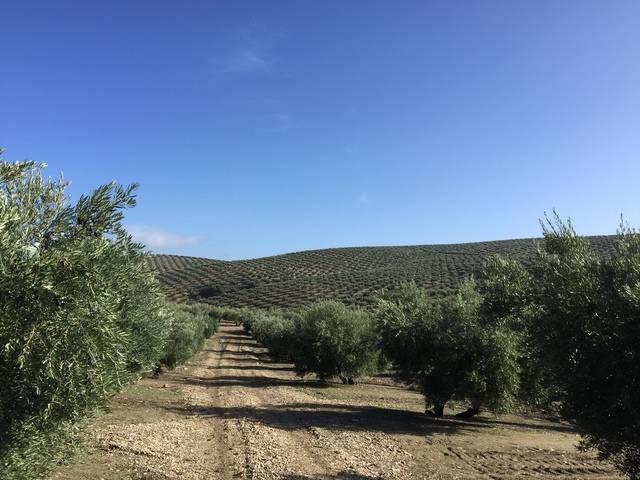 imagen 1 de Venta de finca olivar en Santiago de Calatrava (Jaén)