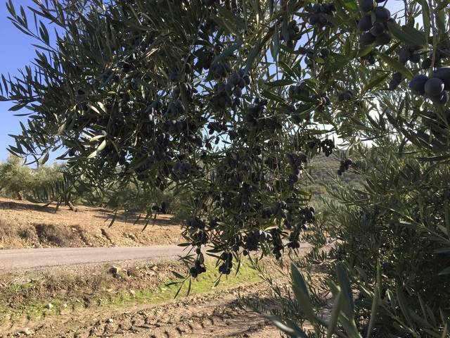 imagen 1 de Venta de finca olivar en Santiago de Calatrava (Jaén)