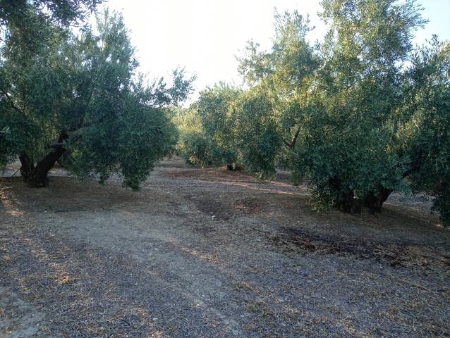 imagen 1 de Venta de finca en Bedmar (Jaén)
