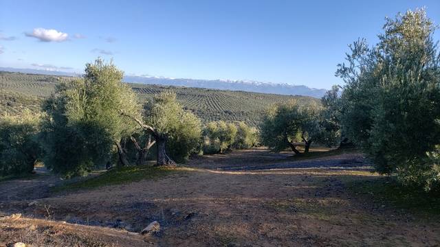 imagen 1 de Venta de finca olivar en Úbeda (Jaén)