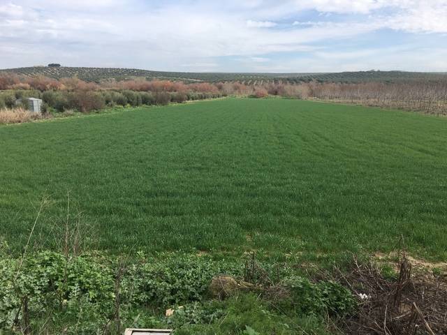 imagen 1 de Venta de terreno de regadío en Mengíbar (Jaén)