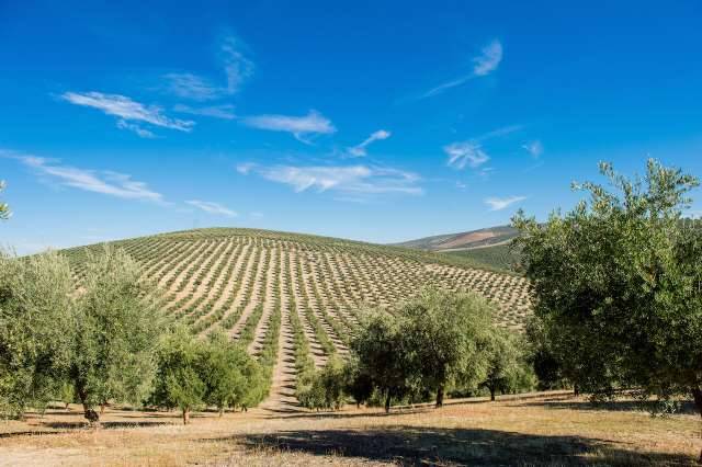 imagen 1 de Venta de fincas en Jaén, (Jaén)