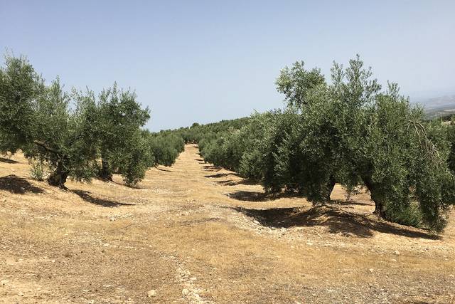 imagen 1 de Venta de campo olivar en Mancha Real (Jaén)