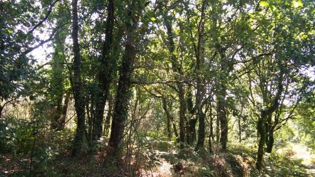 imagen 1 de Venta de preciosa finca en Vedra (La Coruña)