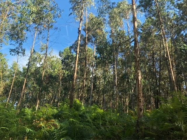 imagen 1 de Venta de terreno de eucaliptos en Miño (La Coruña)