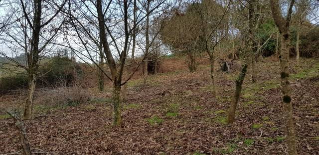 imagen 1 de Venta de finca de nogal en Betanzos (La Coruña)