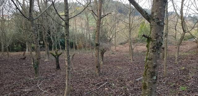 imagen 1 de Venta de finca de nogal en Betanzos (La Coruña)