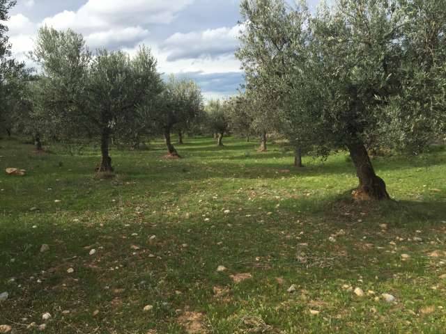 imagen 1 de Venta de finca olivar en Arnedo (La Rioja)