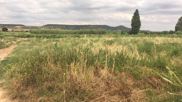 imagen 1 de Venta de finca en Navarrete (La Rioja)