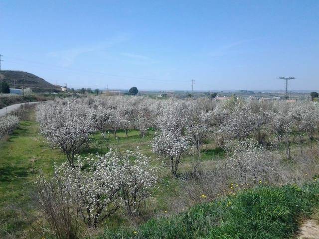 imagen 1 de Venta de finca de regadío en Lleida (Lérida)