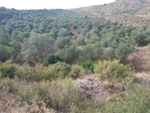 imagen 1 de Venta de campo olivar Castelldáns (Lérida)
