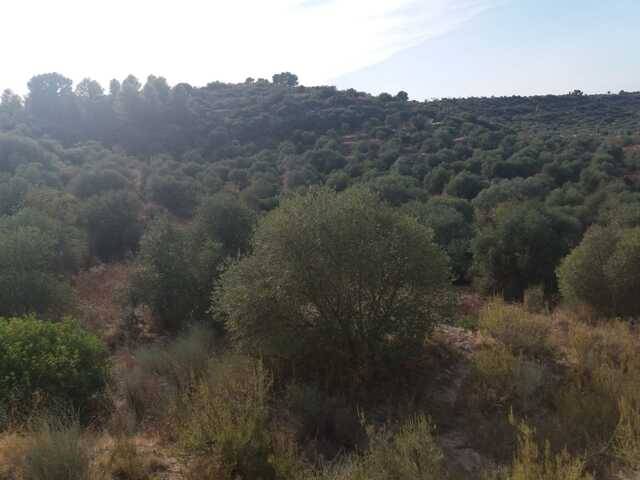 imagen 1 de Venta de campo olivar Castelldáns (Lérida)