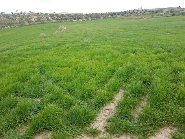 imagen 1 de Venta de terreno en  Les Borges Blanques/Borjas Blancas (Lérida)