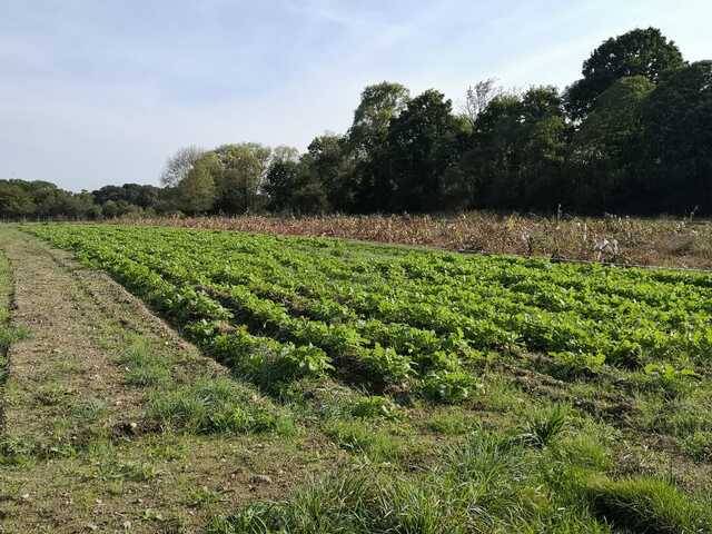 imagen 1 de Venta de impresionante finca en Castro de Rey (Lugo)