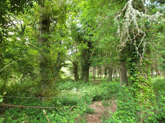 imagen 1 de Venta de magnífica finca en Lugo (Lugo)