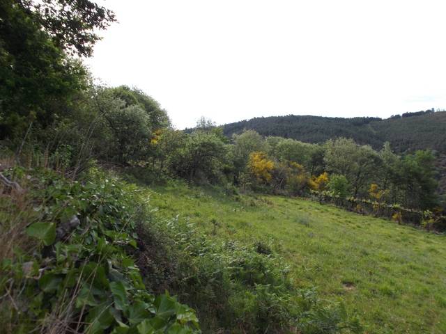 imagen 1 de Venta de finca para castaños en Quintá (Lugo)
