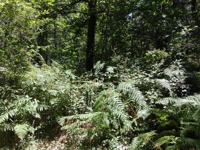 imagen 1 de Venta de preciosa finca en Lugo (Lugo)